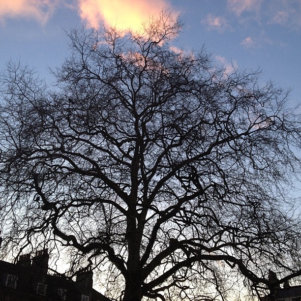 A gorgeous view from town. I thought the tree looked so pretty. 