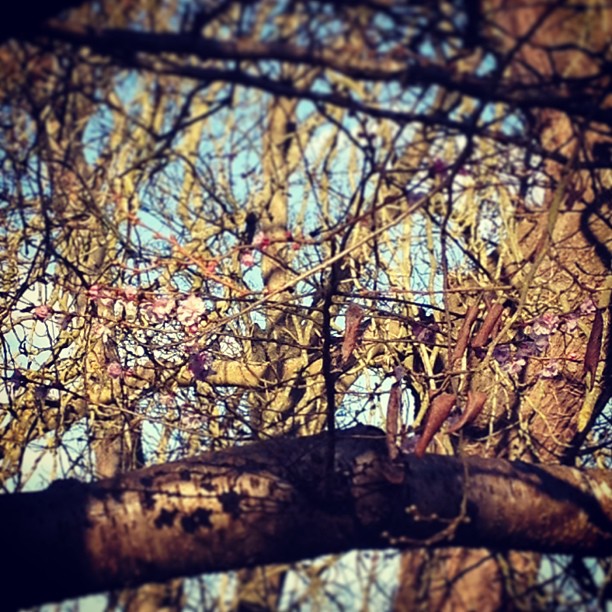 One of the first signs of Spring! Blossom on the trees! 