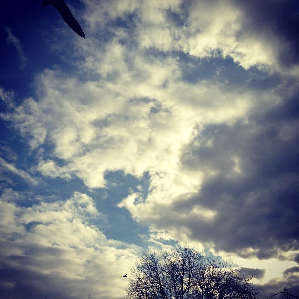 Birds in flight at the park. 