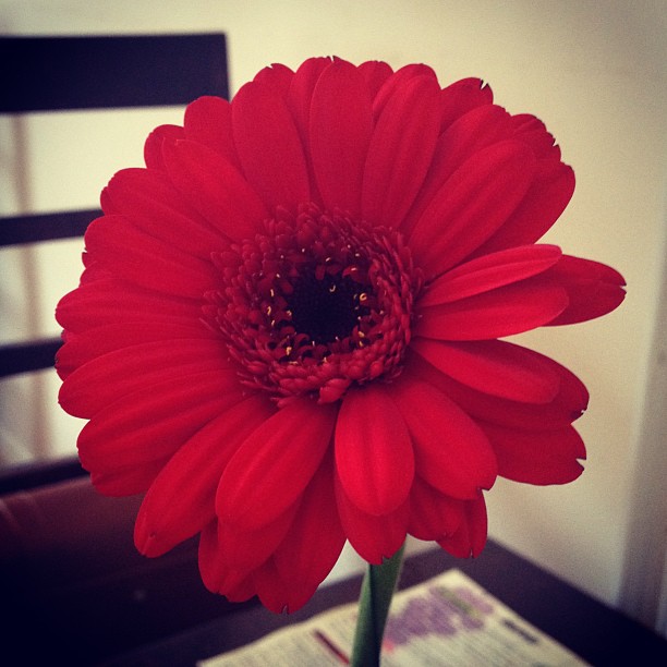 town-flower-red-gerbera