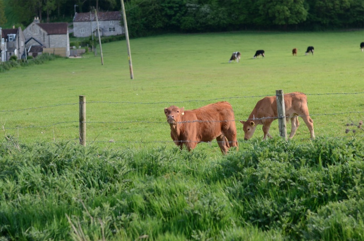 cows-3