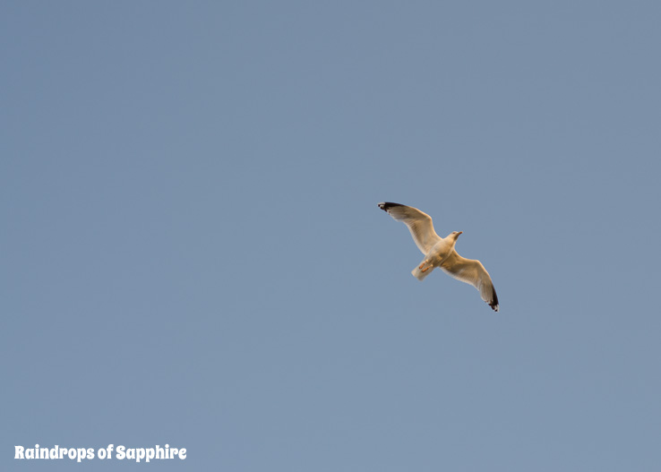 seagull-burnham-on-sea