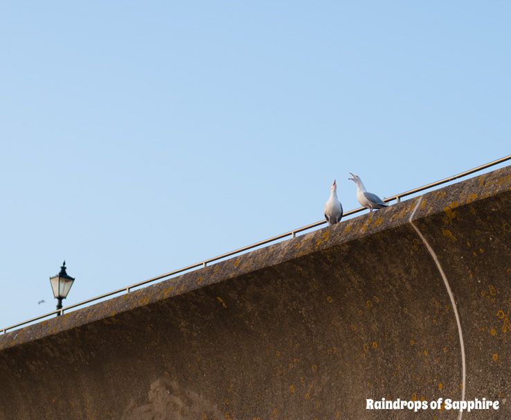 seagulls-talking