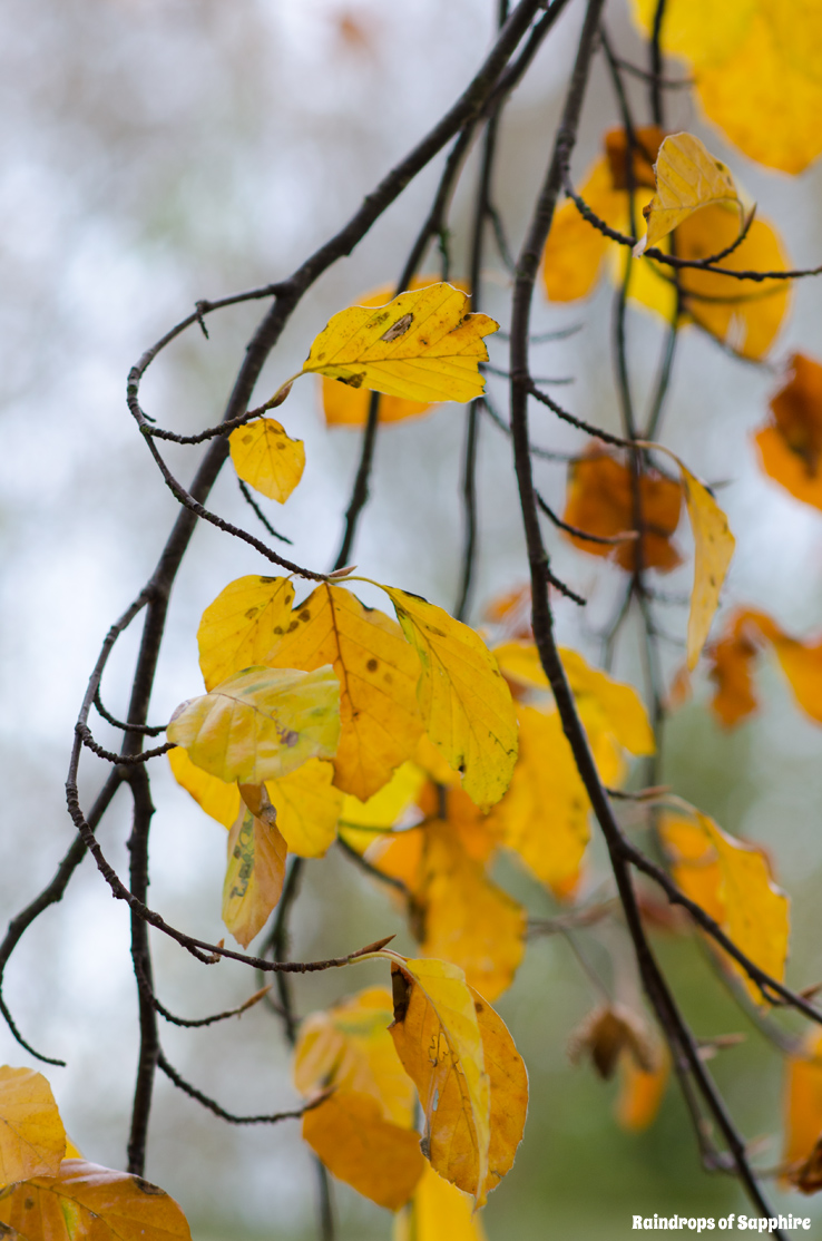 autumn-leaves-branches