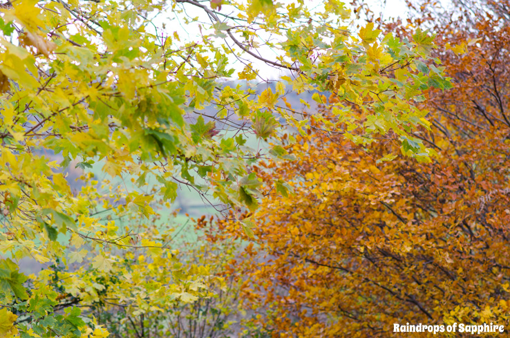 autumn-leaves-green