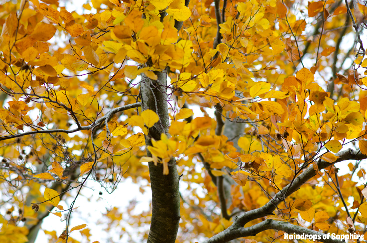 autumn-leaves-on-trees