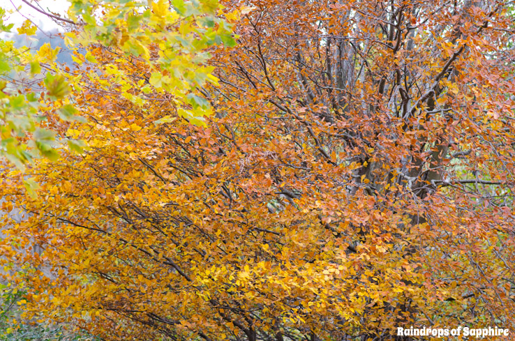 autumn-leaves-red