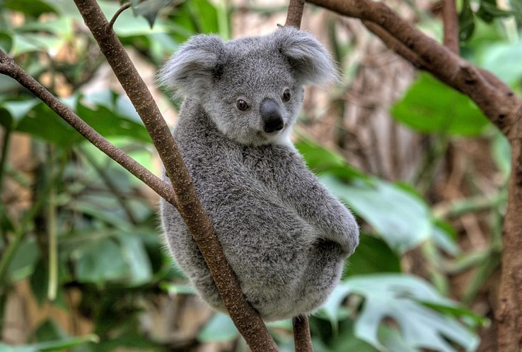 koala