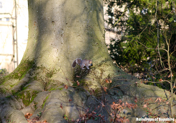 grey-squirrel-park