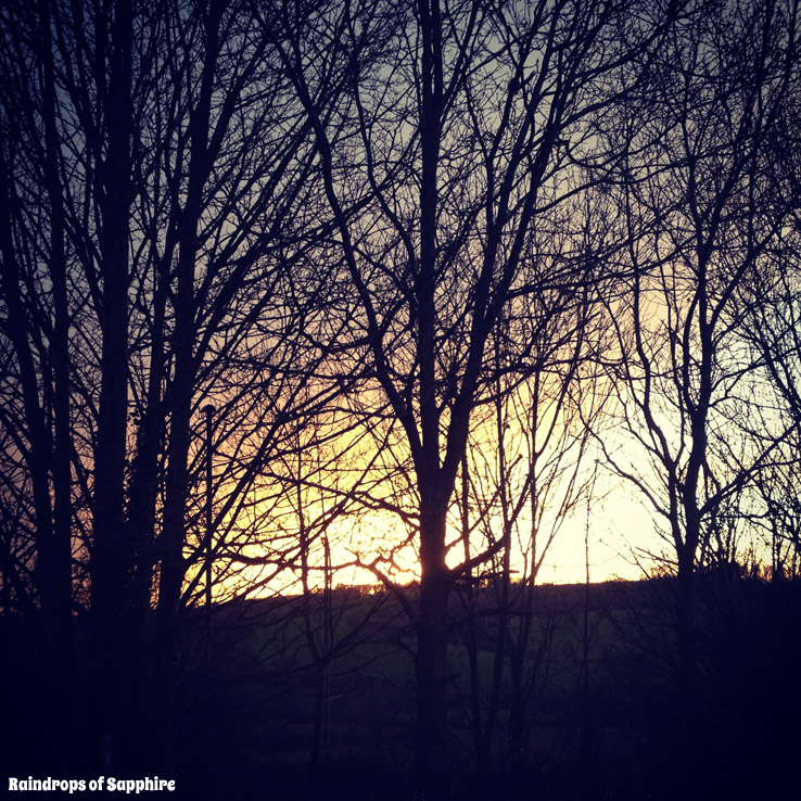 sunset-through-trees