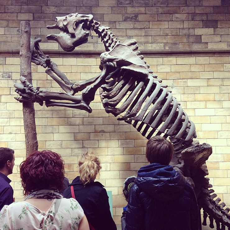 london-natural-history-museum-6