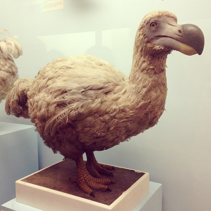 london-natural-history-museum-dodo