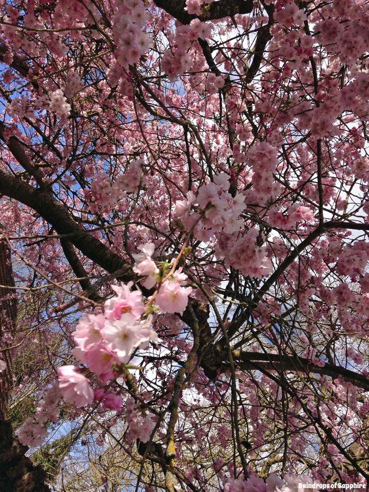 raindrops-of-sapphire-cherry-blossom-pink