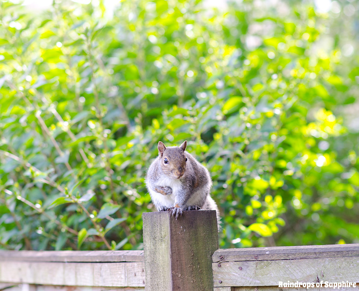 raindrops-of-sapphire-grey-squirrel-red