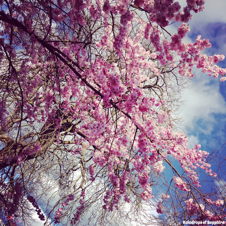 raindrops-of-sapphire-pink-cherry-blossom