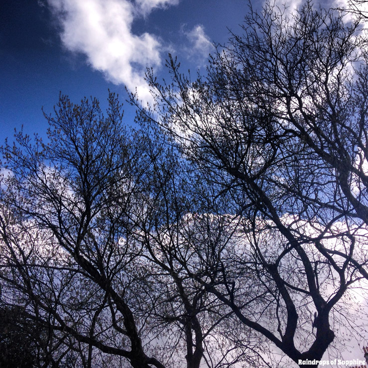 raindrops-of-sapphire-skies-trees