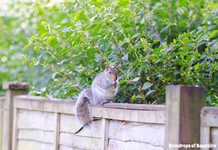 raindrops-of-sapphire-spring-squirrel