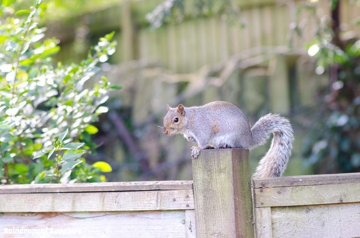 raindrops-of-sapphire-squirrel-fence