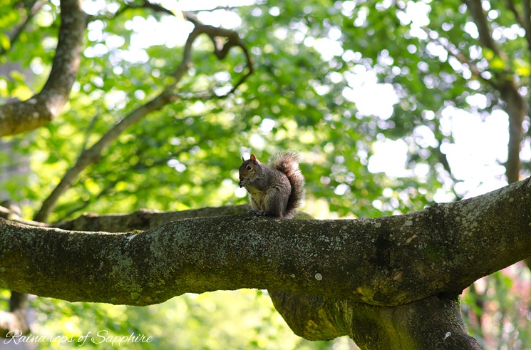 grey-english-squirrel