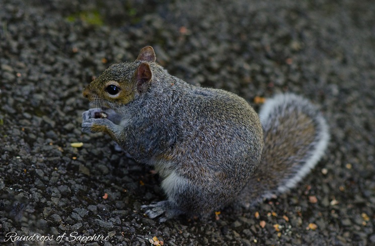 grey-red-squirrel