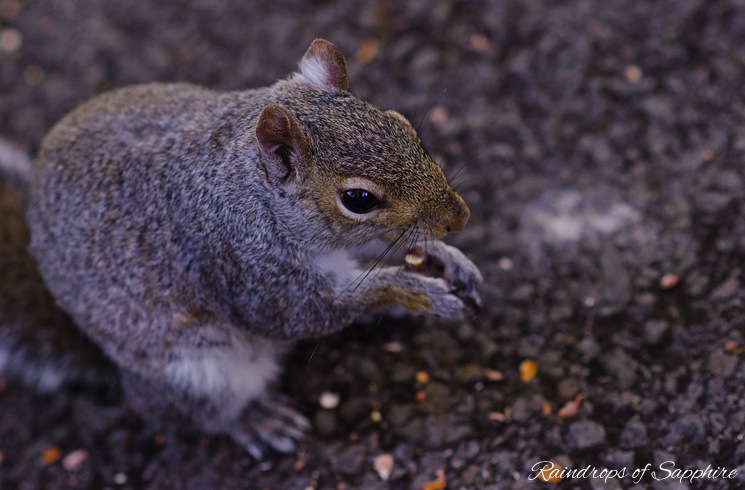 grey-squirrel-eating-nuts