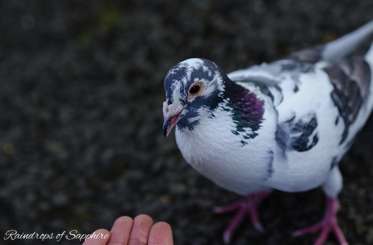 pigeon-park