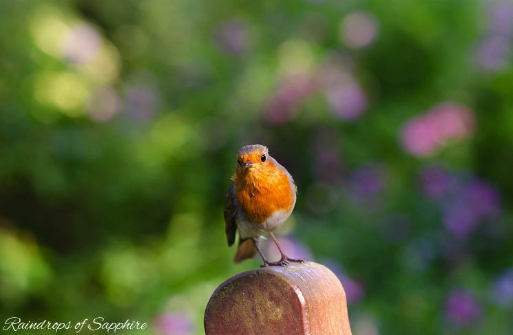 robin-on-bench