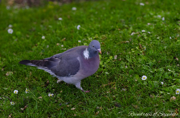 wood-pigeon