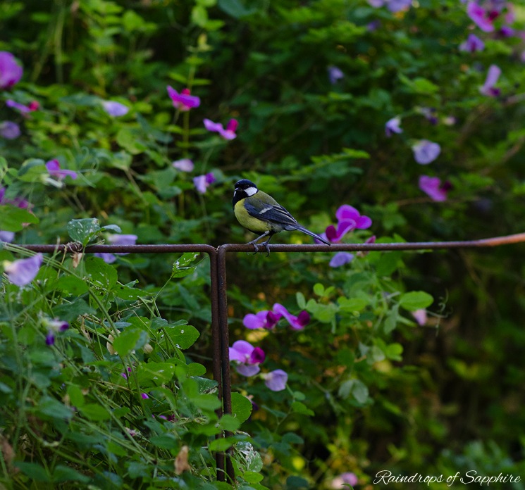 yellow-tit-bird