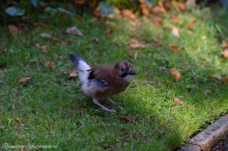 baby-jay-bird-fluffy