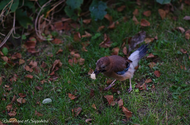 baby-jay-bird