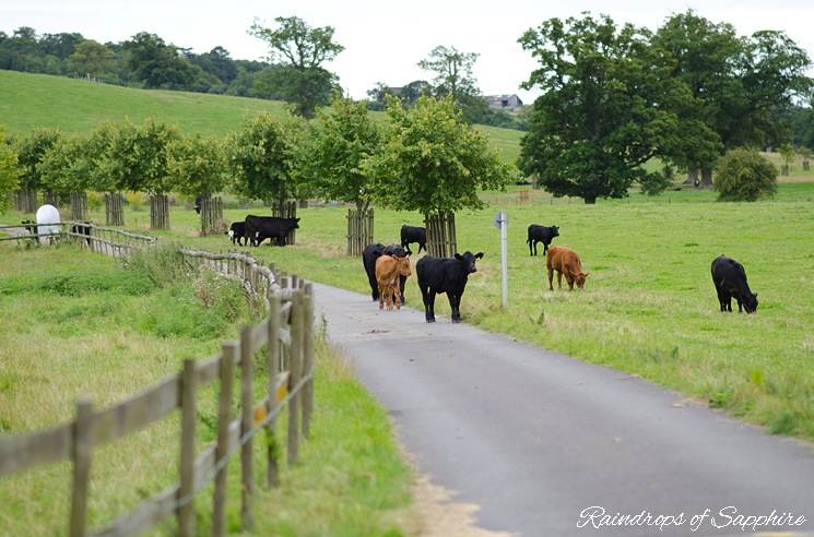 cows-bath-farm