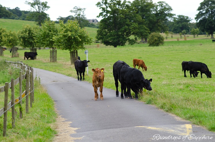 cows-milk-bath-farm