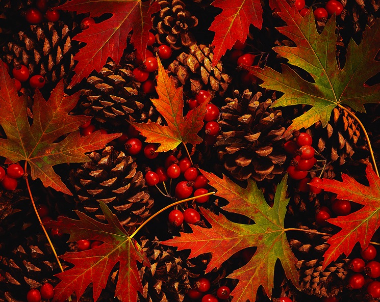 fall-autumn-leaves-berries-cones