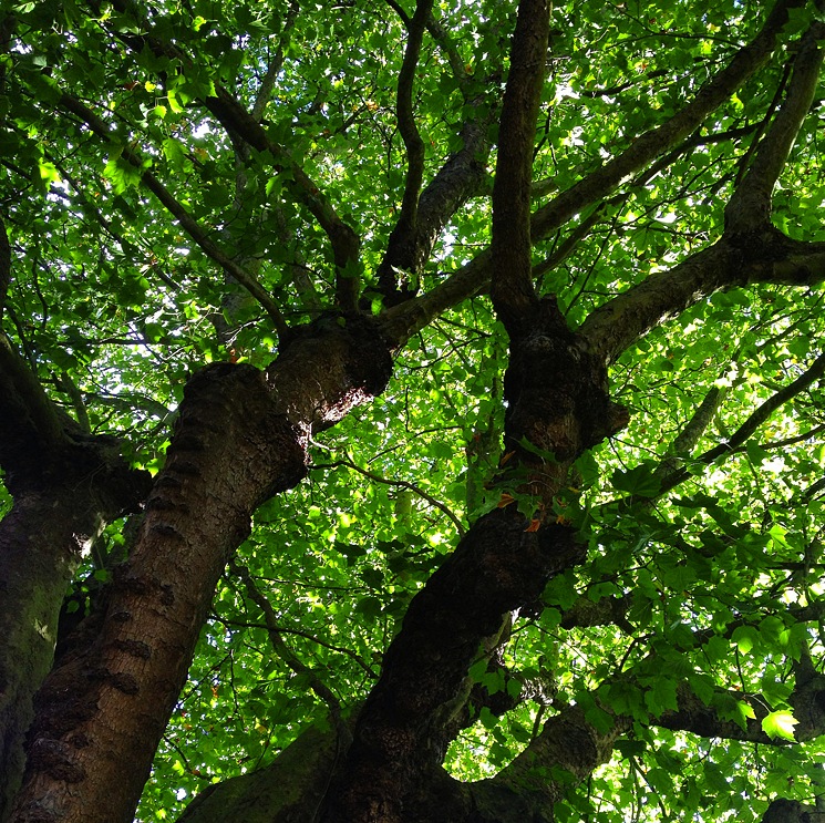 green-tree-photo-upwards