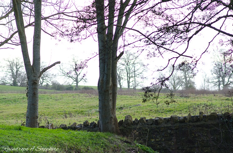 country-trees