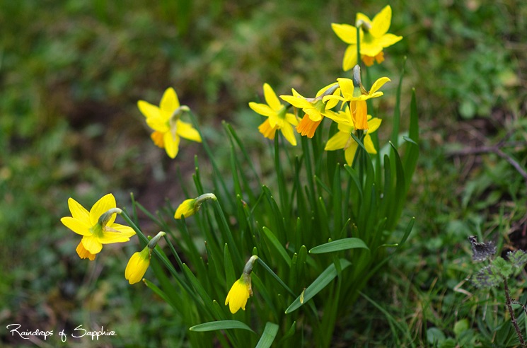 daffodiles