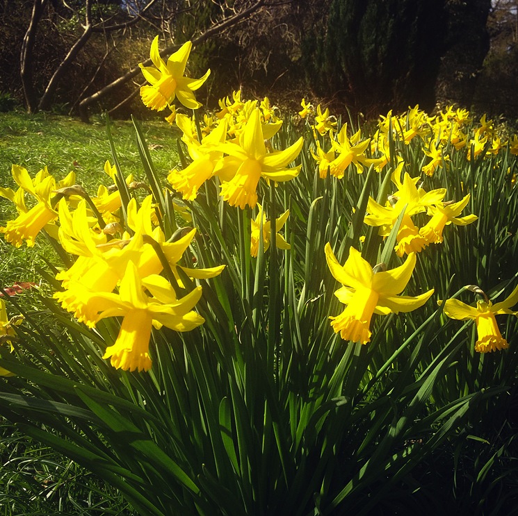 daffodils