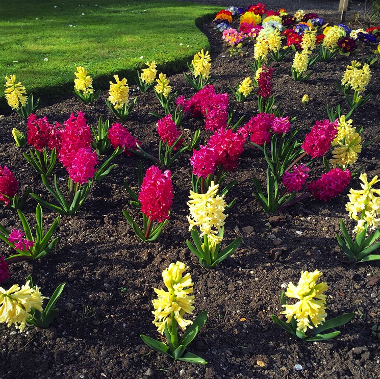 spring-pink-flowers