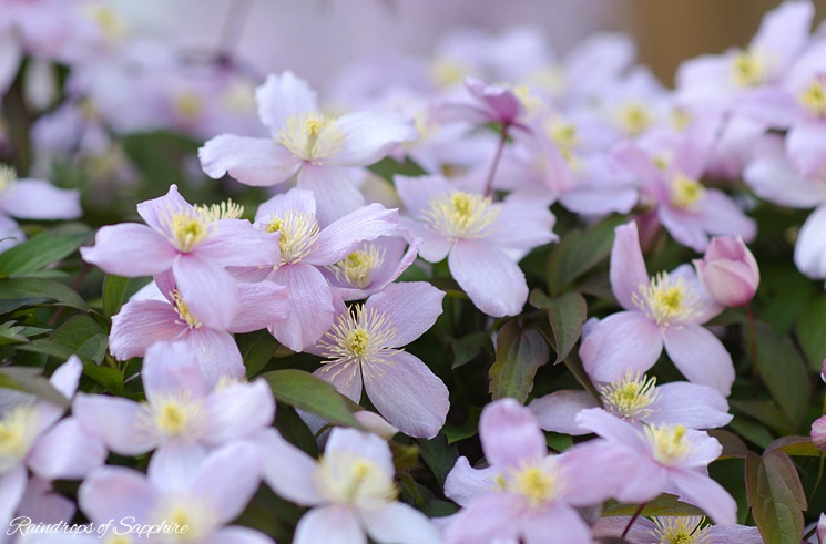 pink-flowers