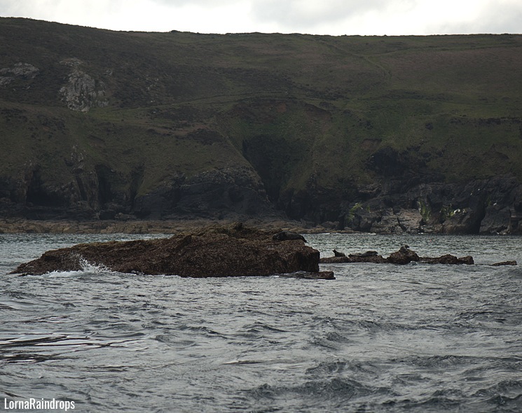 seal-island-st-ives-trip