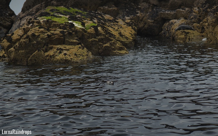 seal-island-st-ives