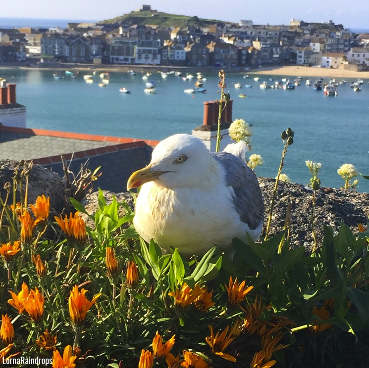 st-ives-seagull