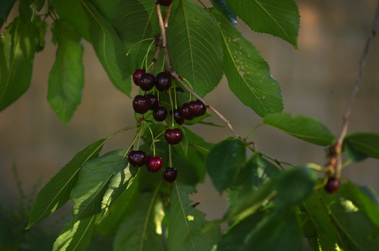 cherries-on-a-tree