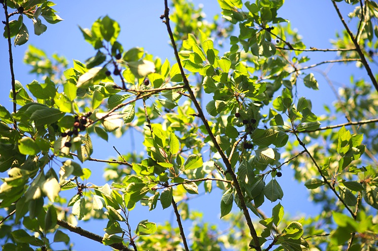 cherries-tree