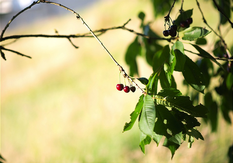 cherry-tree