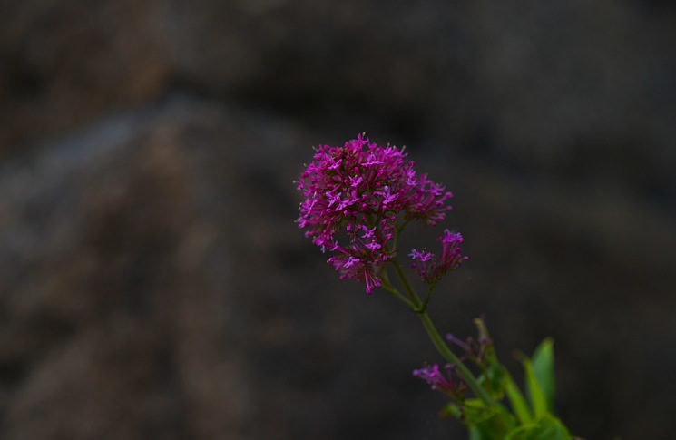 pink-flower