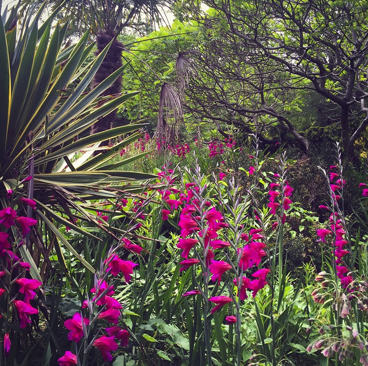 pink-flowers