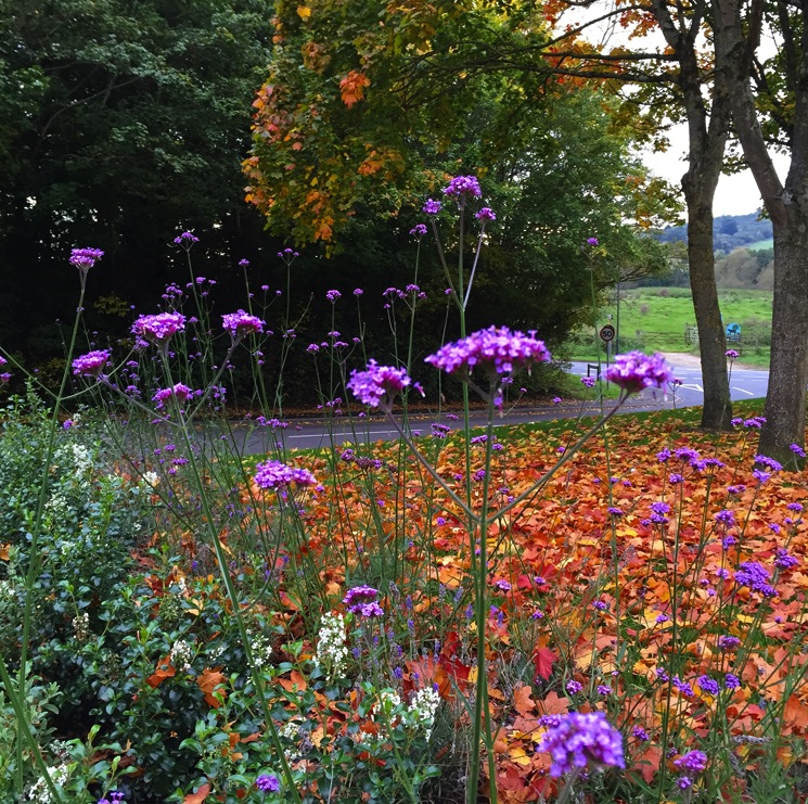 autumn-flowers