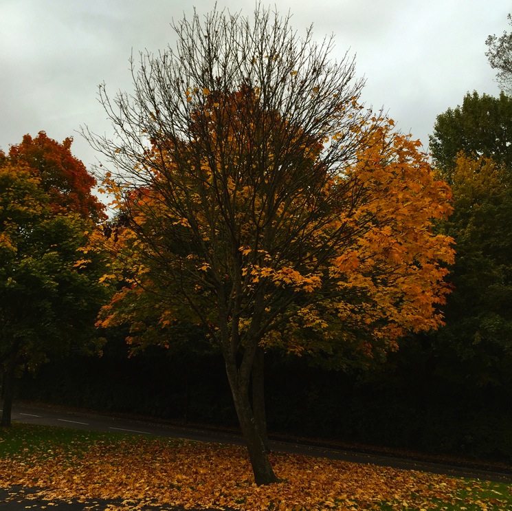 autumn-tree-half-leaves